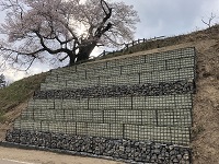 群馬県で施工したメッシュ枠（かご枠）黒塗装品植生シート付き　桜の名所
